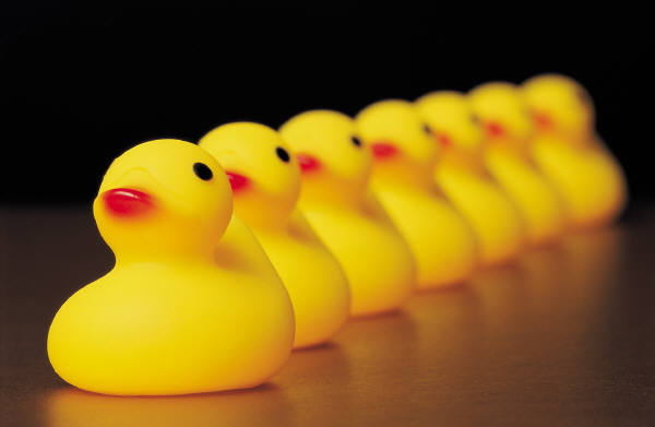Image result for get your ducks in a row
