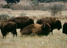 Mergers Will Continue to Cull the Credit Union Herd