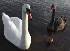 Black Swan? Look In The Mirror!
