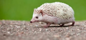 Finding your inner hedgehog