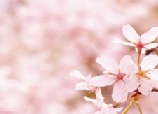 Ready to run among the cherry blossoms; raise funds for children