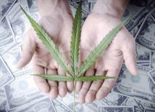 Weed industry raises public safety concerns