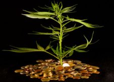Is it high-time for credit unions to make marijuana-industry loans