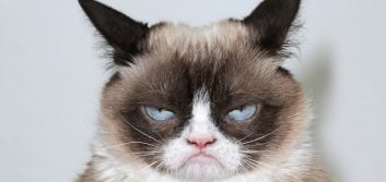 What credit unions can learn from Grumpy Cat