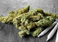 Five indicators credit unions can be buds with marijuana businesses