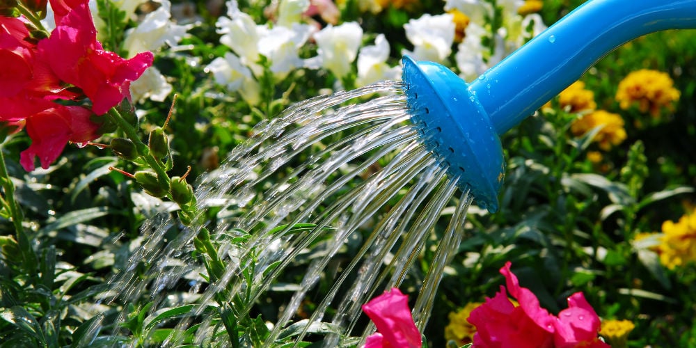 Who is watering your flowers? - CUInsight