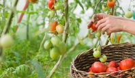 How to avoid becoming one of credit unions’ rotten tomatoes