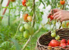 How to avoid becoming one of credit unions’ rotten tomatoes