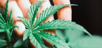 Up in smoke: Cannabis, credit unions, and you