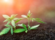Cannabis banking in 2022: Four trends to watch