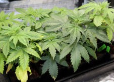 Revised marijuana banking bill gains new support