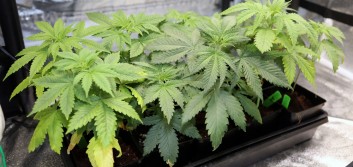 West Virginia CU lands contract to serve state’s medical marijuana business