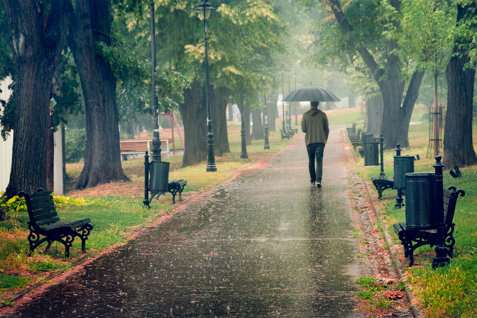 Rainy Day In The Park. Man Walking With Umbrella Under The Rain ...