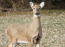 Q&A: Steering clear of ‘deer in the headlights’ syndrome