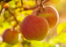 Apples to Allies: Why wellness and diversity are one and the same