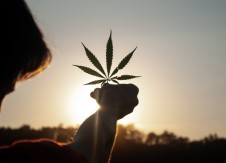 2022: Cannabis in review