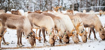 Let’s come together and run like reindeer