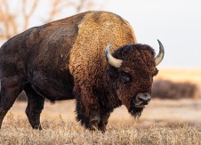 What can buffaloes teach us about conflict?
