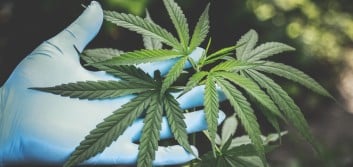 Clearing the haze: Managing cannabis-related banking risks