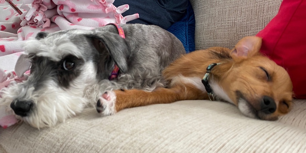 2_Good_Dogs_-_1.jpeg|2_Good_Dogs_-_2|2_Good_Dogs_-_3.jpeg|2_Good_Dogs_-_4.jpeg|2_Good_Dogs_-_5|2_Good_Dogs_-_6
