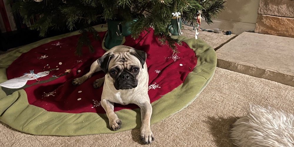 Christmas_pug