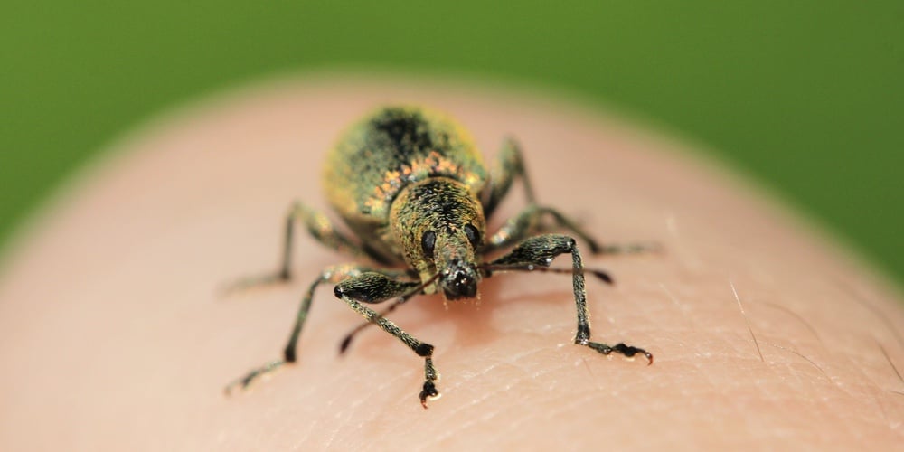 weevil is crawling on a hand. macro photo