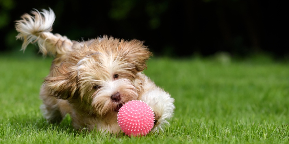 Playful havanese puppy dog chasing a pink ball in the grass