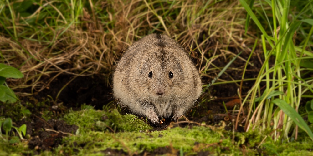 A Frontal View Of A Lemming