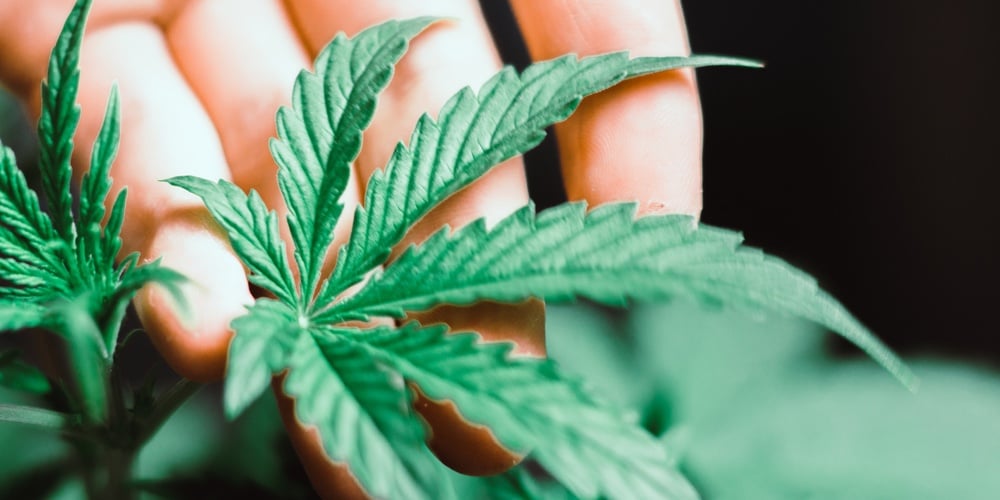 bigstock-A-Small-Cannabis-Leaf-In-The-H-235232368