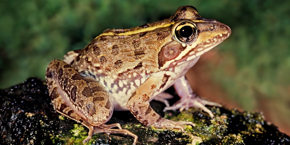 A common river frog (Amietia angolensis) in natural habitat