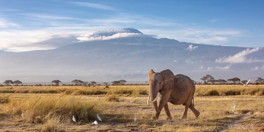 bigstock-African-elephant-walking-in-th-286240465