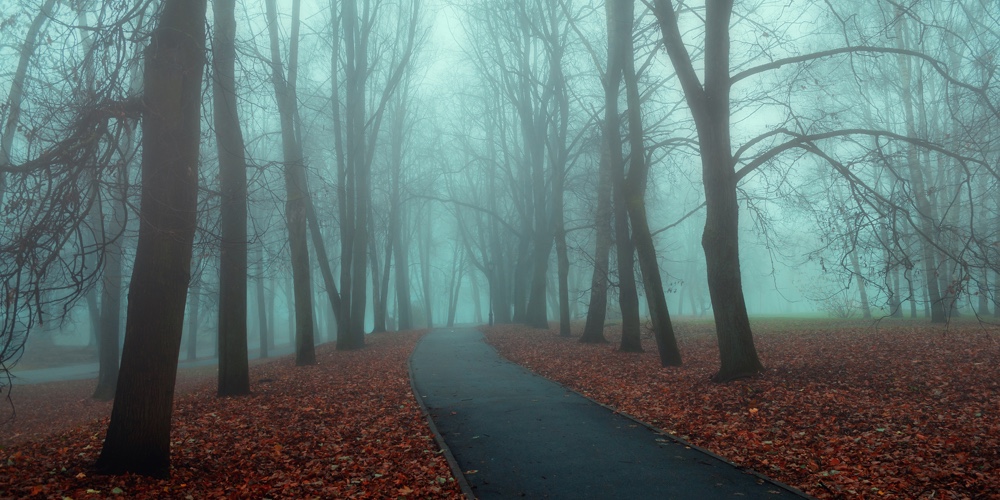 Autumn Nature – Misty Autumn View Of Autumn Park Alley In Dense Fog. Autumn Landscape Scene – Lonely
