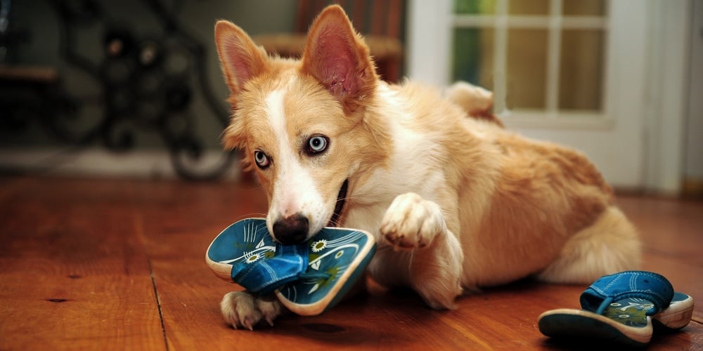 Bad dog!