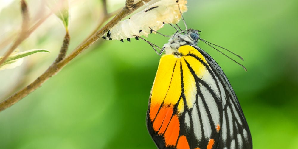 bigstock-Beautiful-Butterfly-77338085
