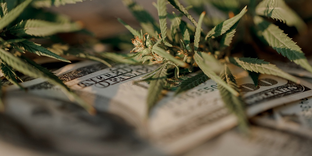 Benjamin Franklin On The Hundred Dollar Banknote Among Cannabis Leaf. Money With Marijuana Leaves. M