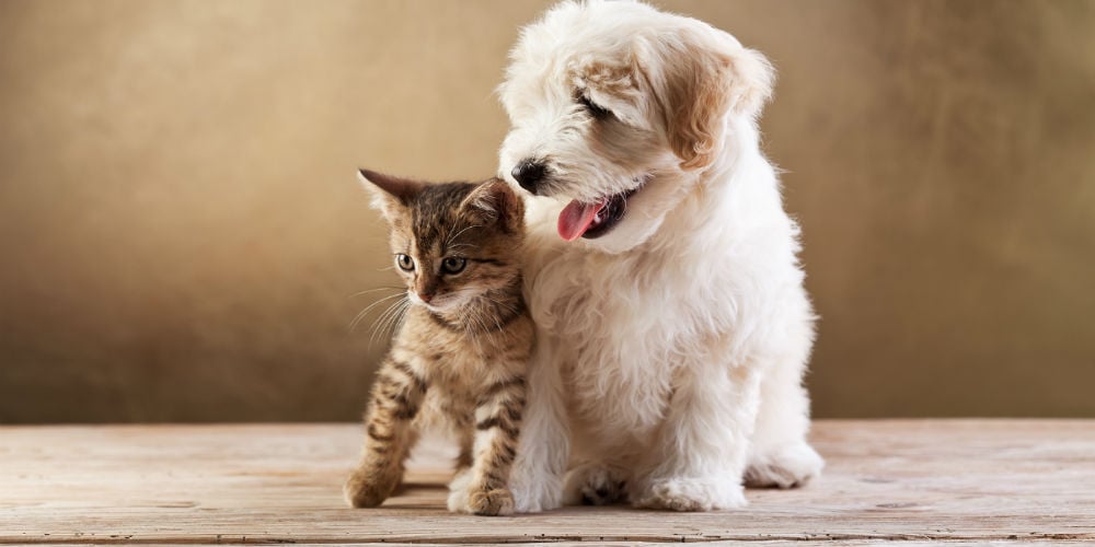 bigstock-Best-friends-kitten-and-smal-41372260