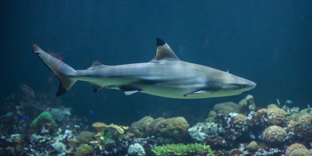 bigstock-Blacktip-reef-shark-Carcharhi-169556609