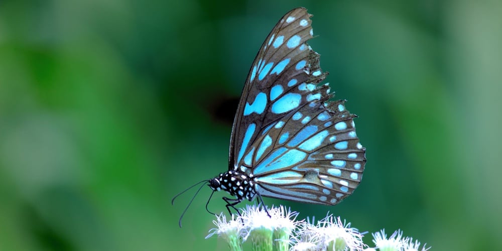 Butterfly Flower Images. Beautiful Butterfly On Blue Flowers..this Photo Contains A Beautiful Butter
