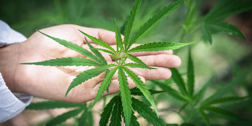 bigstock-Cannabis-Plant-Bud-In-Hand-Clo-369073168