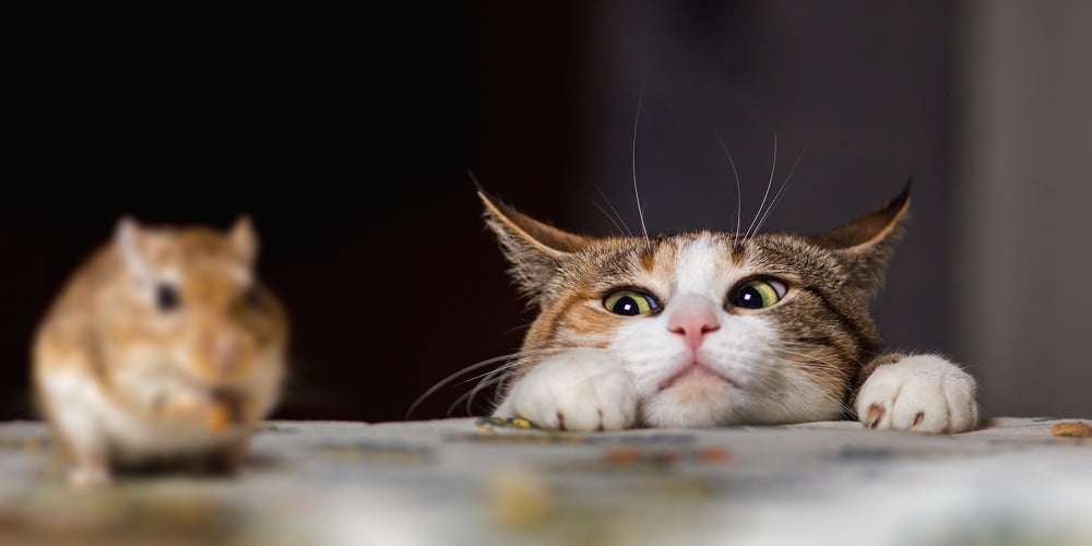 Cat playing with little gerbil mouse on thetable