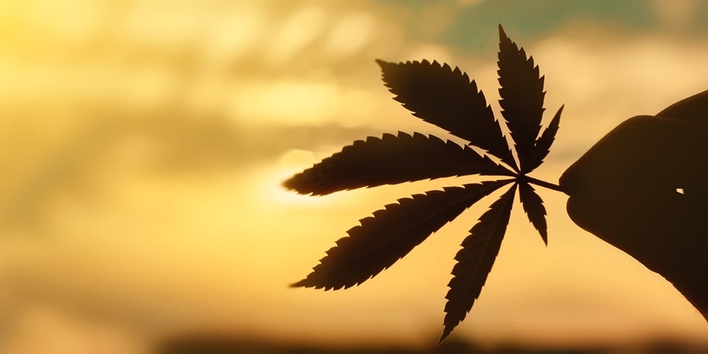 bigstock-Cbd-Cannabis-Leaf-Close-up-On-286815685