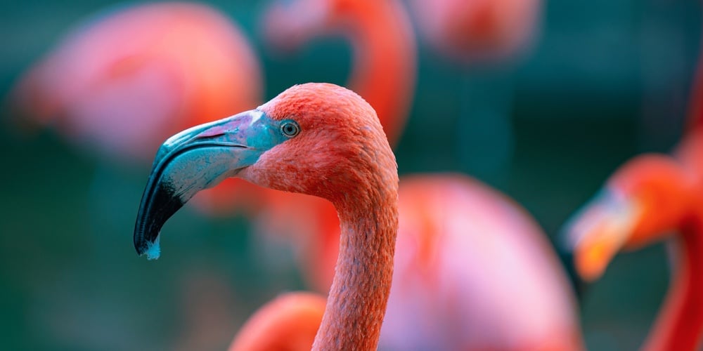 Close Up Portrait Of American Or Caribbean Flamingo