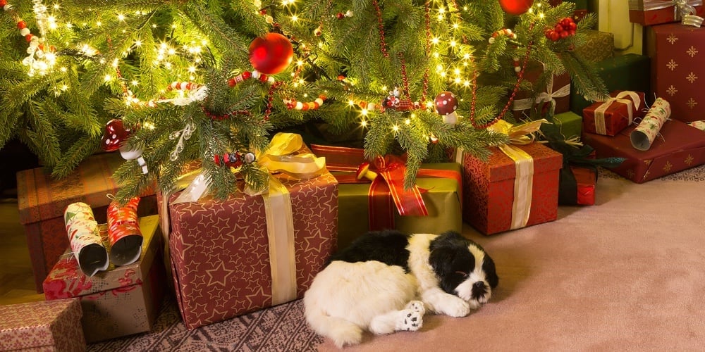 Colorful presents and a dog under the christmas tree
