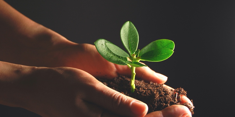 Conserving New Roots