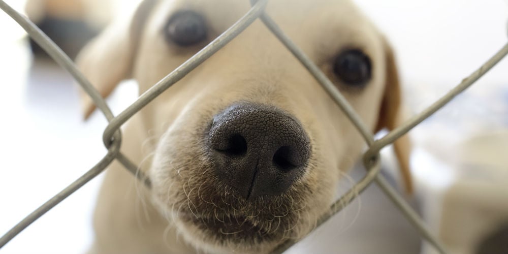 bigstock-Curious-Dog-113204912