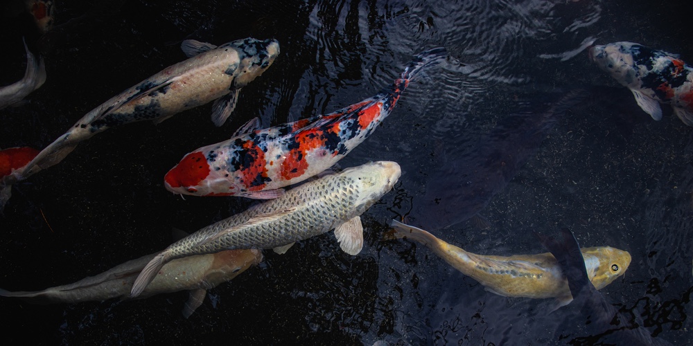 Detail Of Colorful Koi Fishs Or Koi Carp Swimming Inside The Fish Pond At Sunny Day
