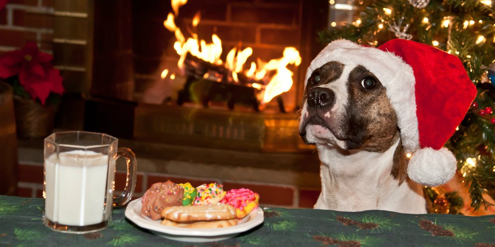 untitled|untitled2|untitled3|bigstock-dog-begging-for-cookies-56122904