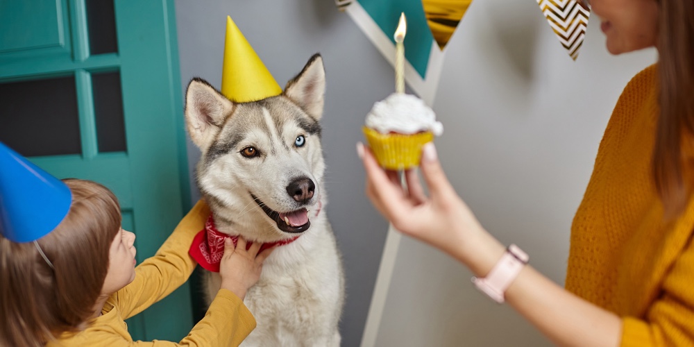 Screenshot 2022-12-16 at 1.35.02 PM|Dog Pet Birthday Party