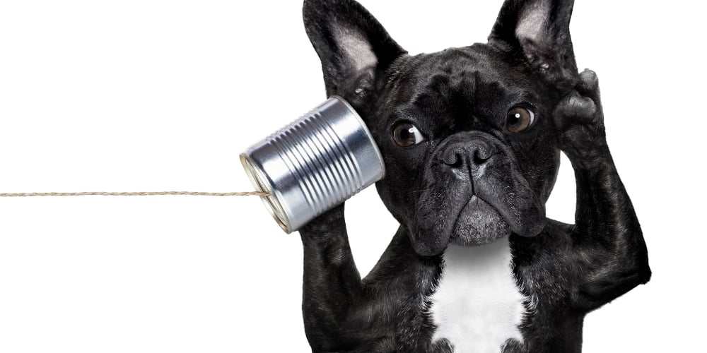 bigstock-Dog-Phone-Telpehone-83607047