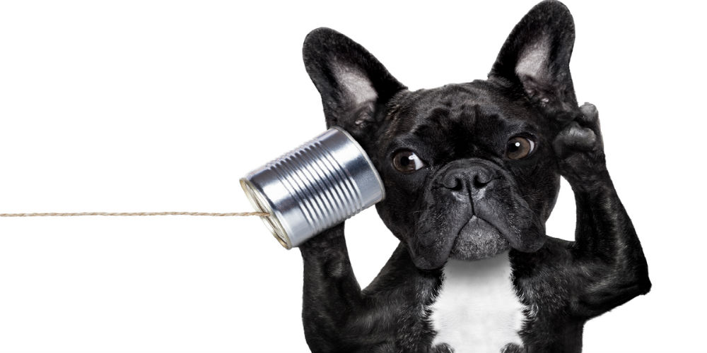 bigstock-Dog-Phone-Telpehone-83607047|bigstock-Dog-Phone-Telpehone-83607047